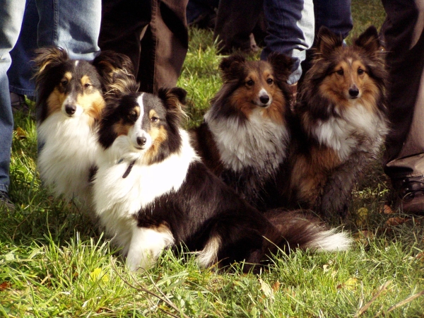 Islay und Tiffy mit ihren Freundinnen Momo und Enya aus Kiel